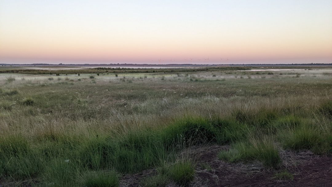 Faunistische Erfassungen im NSG Vehnemoor, Gemeinde Böse
