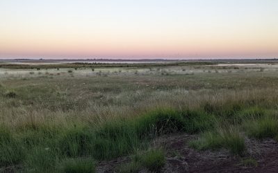 Faunistische Erfassungen im NSG Vehnemoor, Gemeinde Böse